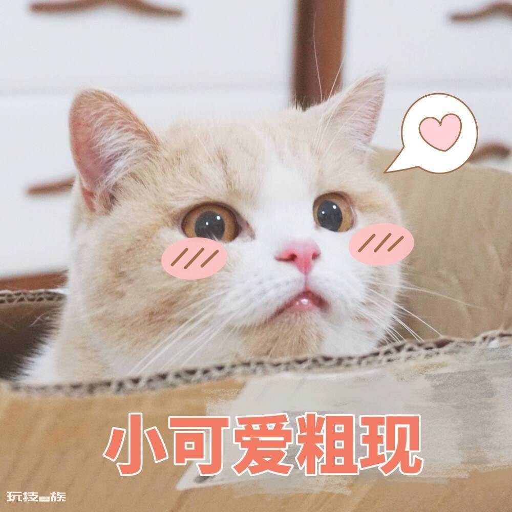 哪几种猫粮是比较安全可靠的品牌(安全又营养的猫粮牌子)-图片1